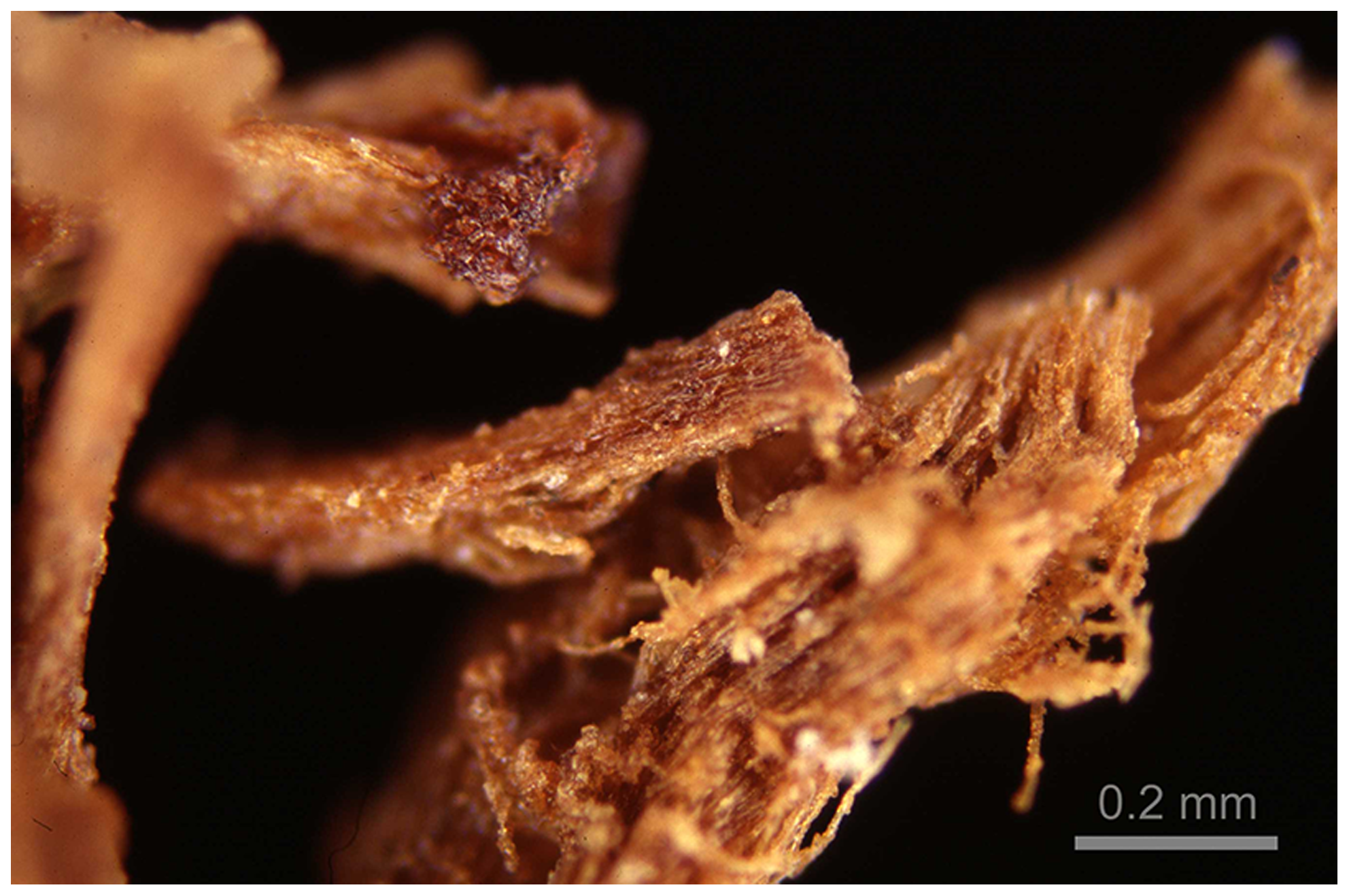 Evidencias de los orígenes prehistóricos de la momificación egipcia en el Neolítico tardío