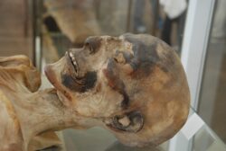 Hallan ADN de la peste negra en una momia egipcia de hace 3.300 años