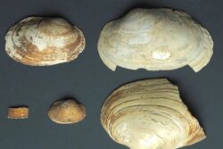 Investigadores polacos estudian las conchas de una antigua necrópolis para averiguar cómo vivían los antiguos egipcios